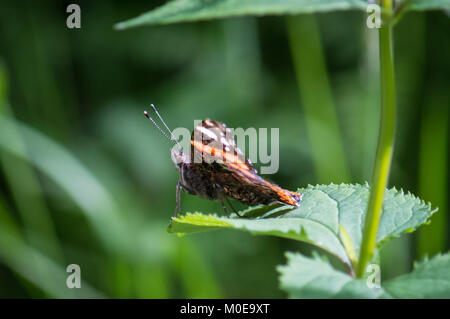 Red Admiral Schmetterling gesehen von der Seite Stockfoto