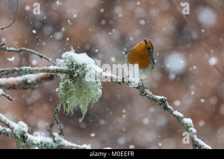 Killearn, Stirlingshire, Schottland, UK - 21. Januar 2018: UK Wetter - Robin auf der Suche nach Essen bei starkem Schneefall in den Stirlingshire Ortschaft Killearn Credit: Kay Roxby/Alamy leben Nachrichten Stockfoto