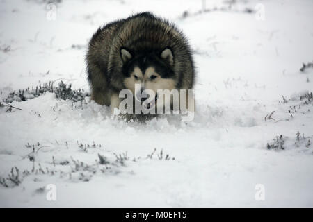 West Yorkshire, UK. 21 Jan, 2018. Ein Alaskan Malamute Hund spielen im Schnee auf Saddleworth Moor, West Yorkshire, 20. Januar 2018 (C) Barbara Cook/Alamy Live News Credit: Barbara Koch/Alamy leben Nachrichten Stockfoto