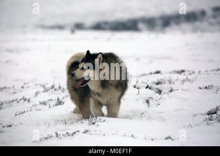 West Yorkshire, UK. 21 Jan, 2018. Ein Alaskan Malamute Hund im Schnee, auf Saddleworth Moor, West Yorkshire, 20. Januar 2018 (C) Barbara Cook/Alamy Live News Credit: Barbara Koch/Alamy leben Nachrichten Stockfoto