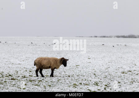 Ecton, Northamptonshire. Wetter in Großbritannien, 21. Januar 2018. Eine Herde Schafe in einem Feld auf Walshbrook Lane, ecton am frühen Nachmittag im Schnee, Schneeregen oder Regen. Credit: Keith J Smith./Alamy leben Nachrichten Stockfoto