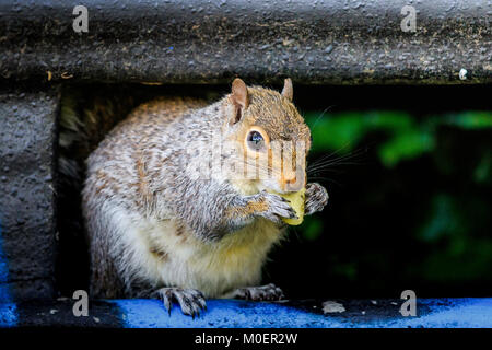 Nicht Gary Weiterempfehlen Stockfoto