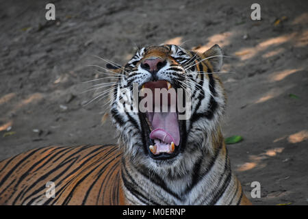 Porträt von Sumatra-Tiger (Panthera Tigris Sumatrae) Gähnen hautnah Stockfoto