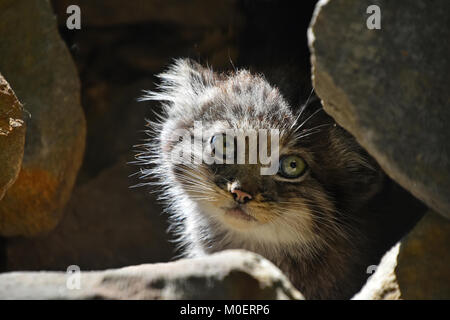 Nahaufnahme, Porträt einer niedlichen Manul Kätzchen (des Pallas Katze oder Otocolobus manul) versteckt in den Felsen und mit Blick auf die Kamera alarmiert, Low Angle View Stockfoto