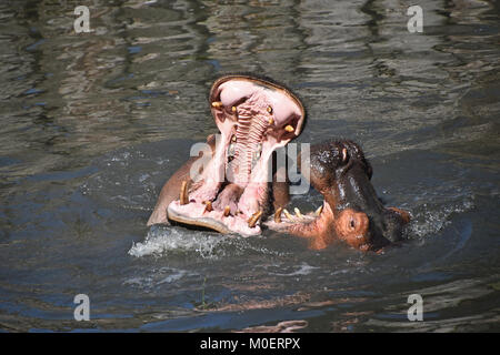 Paar nilpferde Schwimmen und Spielen im Wasser Stockfoto