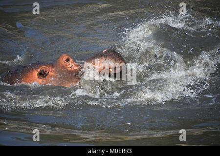 Paar nilpferde Schwimmen und Spielen im Wasser Stockfoto