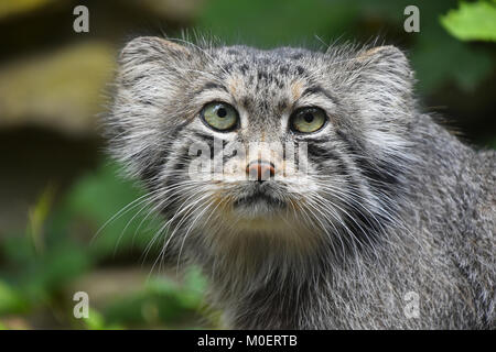 Nahaufnahme, Porträt einer niedlichen Manul Kätzchen (des Pallas Katze oder Otocolobus manul) an der Kamera suchen, Low Angle View Stockfoto