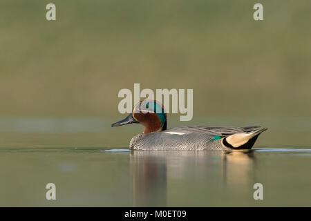 Grün-geflügeltes Teal (Anas crecca) am Thol Vogelschutzgebiet, Gujarat, Indien Stockfoto