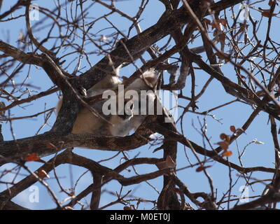 Baby koala auf einem Baum nach unten durch einige Filialen suchen, Australien Stockfoto