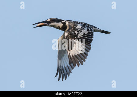 pied Eisvogel (Ceryle rudis), Gujarat, Indien Stockfoto