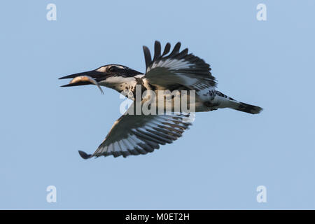 pied Eisvogel (Ceryle rudis), Gujarat, Indien Stockfoto