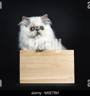 Persischer Langhaar Katzen/Kätzchen sitzend im Holzkasten isoliert auf schwarzen Hintergrund mit einer Pfote auf der Kante Stockfoto