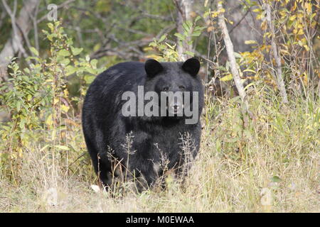 Wild Black Bear standing innerhalb buntes Laub in seinem natürlichen Lebensraum Stockfoto