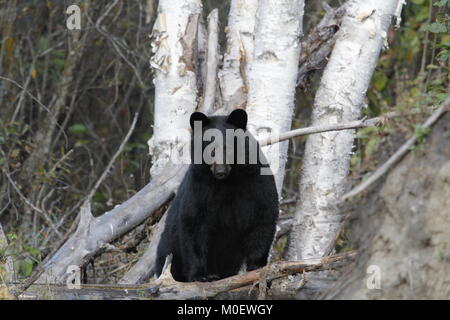 Reines Schwarz wilde Bären stand vor der Birken Stockfoto