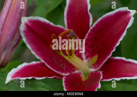 Stargazer Lily Stockfoto