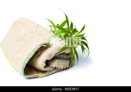Marihuana treibt steigende aus der Tasche isoliert auf weißem Stockfoto