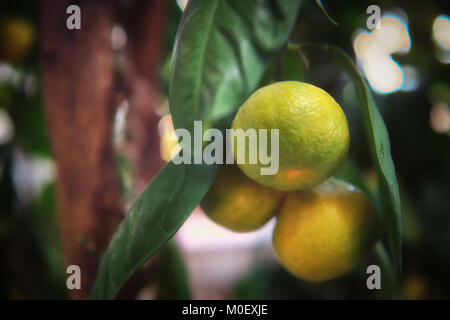 Close-up von Orangen wachsen auf einem Baum Stockfoto