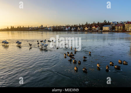 Singschwan und Enten auf dem gefrorenen Teich Tjornin in Reykjavik, Island mit dem Sonnenuntergang im Hintergrund Stockfoto