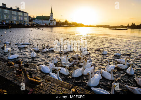 Singschwan und Enten auf dem gefrorenen Teich Tjornin in Reykjavik, Island mit dem Sonnenuntergang im Hintergrund Stockfoto