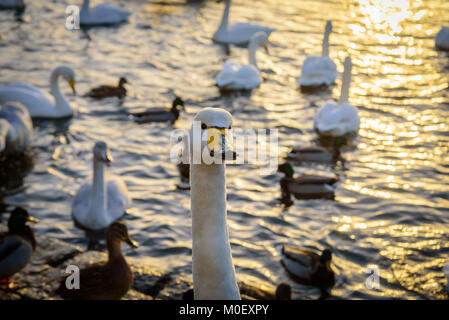 Nahaufnahme eines Singschwan im Teich Tjornin in Reykjavik, Island. Stockfoto