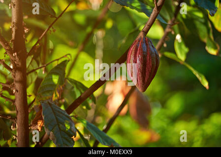 Eine hängende Cacao pod auf Ast. Stockfoto