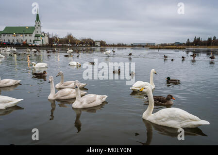 Singschwan und Enten auf dem gefrorenen Teich Tjornin in Reykjavik, Island mit dem Sonnenuntergang im Hintergrund. Stockfoto