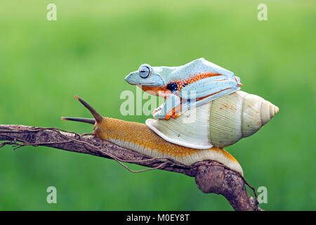 Laubfrosch sitzt auf einer Schnecke Stockfoto