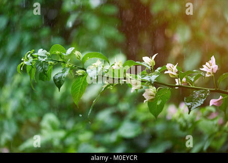 Regenzeit im tropischen Klima. Regentropfen fallen auf Blume Pflanze Stockfoto