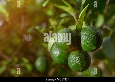 Limes mit Blätter hängen am Baum. Zitrone natürliche Anlage Stockfoto