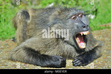 Pavian mit offenen Mund aussetzen Eckzähne. Die Chacma baboon (Papio ursinus), auch als Kap Pavian bekannt. Stockfoto