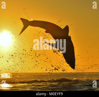 Silhouette von springen Great White Shark auf sunrise Red Sky Hintergrund. (Carcharodon carcharias) Verletzung bei einem Angriff. Jagd auf einen Großen Weißen Hai Stockfoto