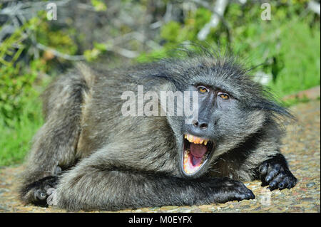 Pavian mit offenen Mund aussetzen Eckzähne. Die Chacma baboon (Papio ursinus), auch als Kap Pavian bekannt. Stockfoto