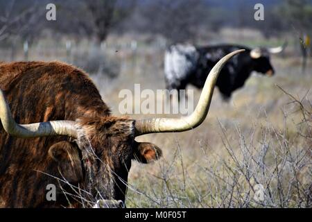 Longhorn close-up Stockfoto