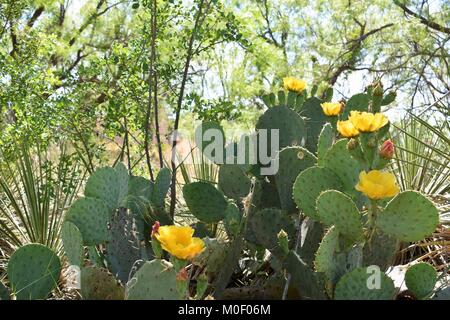Gelbe Blumen auf Prickly Pear Stockfoto