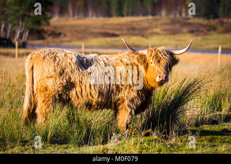 Highland Cattle in schottische Landschaft Stockfoto