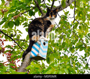 Katze auf Birdbox Stockfoto