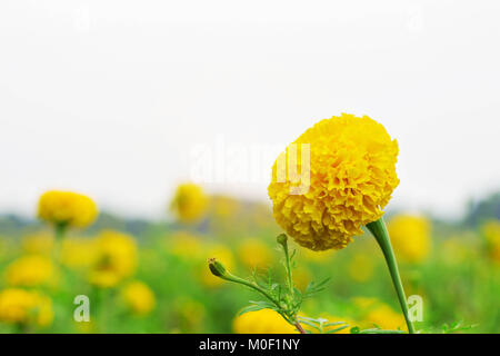 Ringelblume im Garten mit weissen Himmel. Stockfoto