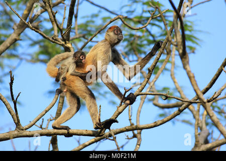 Zentralamerikanischen Spider Monkey Frau mit Baby (ateles Geoffroyi). Nationalpark Santa Rosa, Guanacaste, Costa Rica. Mai 2017. Stockfoto