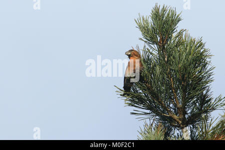 Eine atemberaubende seltene männliche Papagei Gegenwechsel (Loxia pytyopstittacus) oben an einer Tanne im Winter thront. Es speist auf der Tannenzapfen. Stockfoto