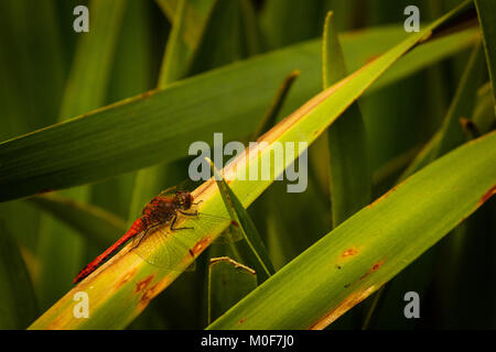 Der Rote Libelle, auch bekannt als Red-Veined Darter oder Nomad ist technisch als Sympetrum Fonscolombii bekannt und gehört zu der Gattung Aeshna Stockfoto