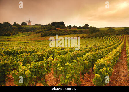 Weingüter und Windmühle in der Nähe von Chassagne Montrachet, Cote d'Or, Burgund Region, Frankreich Stockfoto