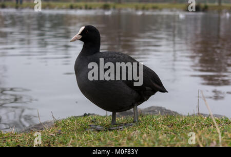 Eurasischen blässhuhn in der Nähe von einem See Stockfoto