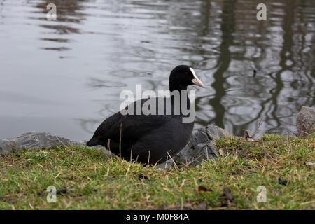 Eurasischen blässhuhn in der Nähe von einem See Stockfoto