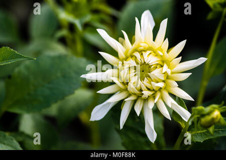 Dahlien Kaktus groß Weiß. Gefüllte Blüten, Zungenblüten hingewiesen, mit Mehrheit Drehgelenke (gerollt) über mehr als fünfzig Prozent ihrer Längsachse, Stockfoto