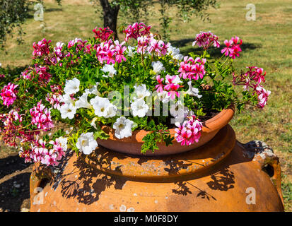 Terrakotta-Blumentopf Stockfoto