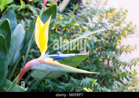 Strelitzia Reginae "Kirstenbosch Gold" Stockfoto