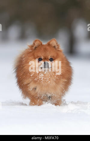 Baby pomeranian spitz spielen im Winter Tag Stockfoto