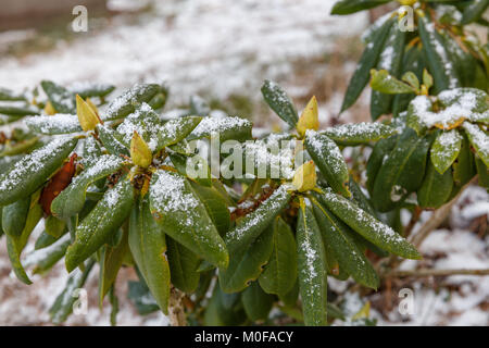 Frost - überdachte Rhododendron im Winter. Stockfoto