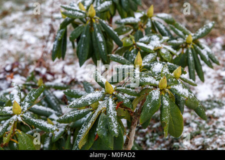 Frost - überdachte Rhododendron im Winter. Stockfoto