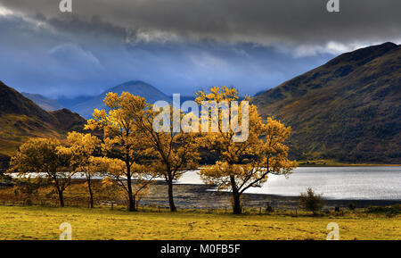 Loch Duich und die Inverinate Shoreline Stockfoto